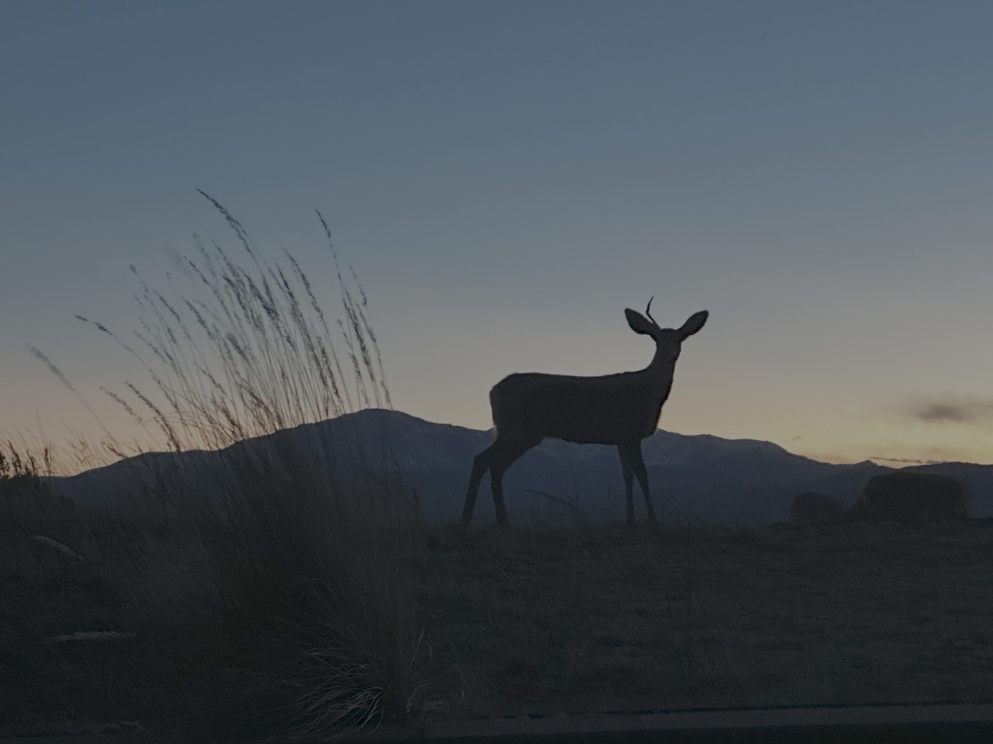 A deer on the Black Forest property — land we are committed to stewarding with care
