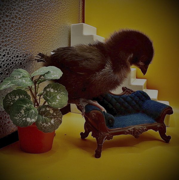 Baby chick perched on a tiny chaise lounge