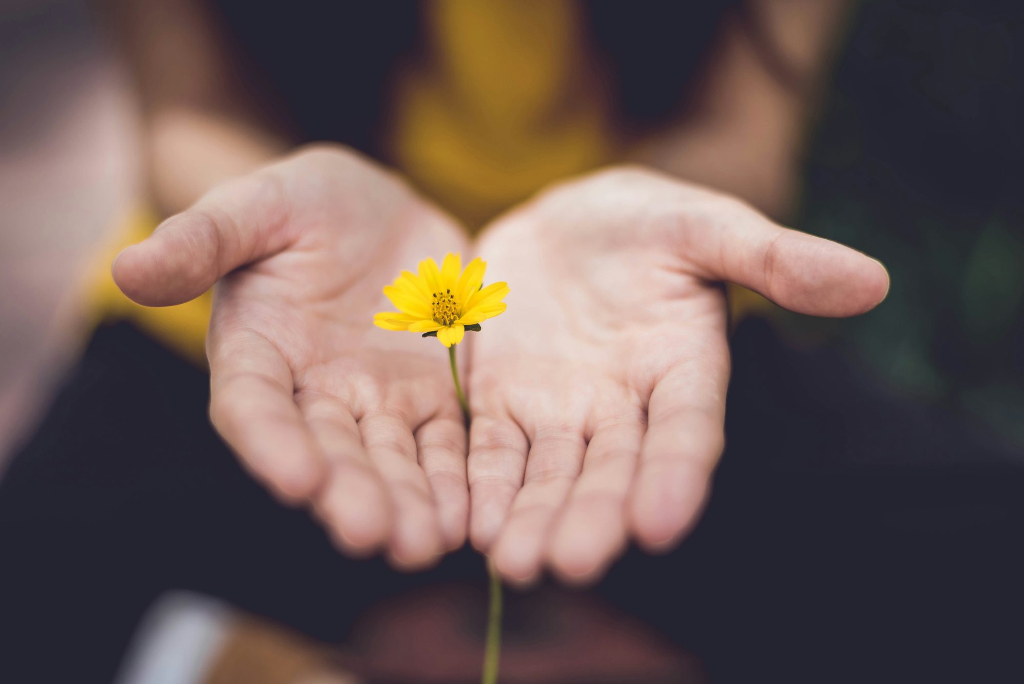Hands gently holding a yellow flower